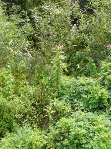 Netýkavka žliazkatá 