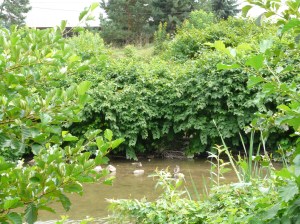 Pohánkovec v povodí rieky Nitry