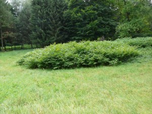 Invázny pohánkovec v parku