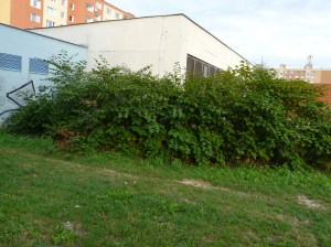 Problém sa nevyhýba ani sídliskám