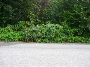 Pred zásahom-foto 1